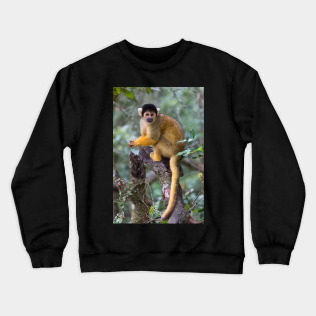 Black-Capped Squirrel Monkey Crewneck Sweatshirt by yairkarelic